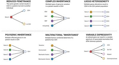 Unraveling the Genetics of Congenital Diaphragmatic Hernia: An Ongoing Challenge